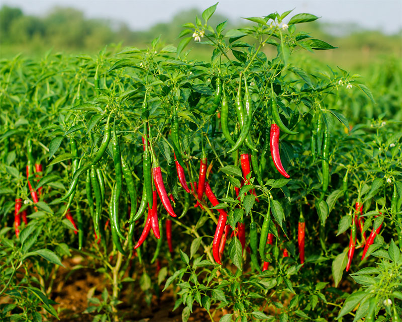 Plant Growth Regulators
